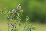 Image. Red-backed Shrike