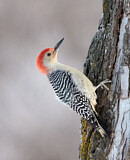 Image. Red-bellied Woodpecker