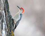 Image. Red-bellied Woodpecker