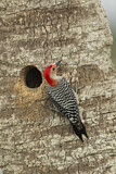 Image. Red-bellied Woodpecker