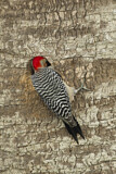 Image. Red-bellied Woodpecker