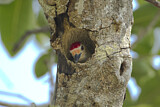 Image. Red-bellied Woodpecker