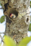 Image. Red-bellied Woodpecker