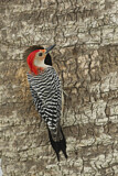 Image. Red-bellied Woodpecker