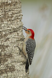 Image. Red-bellied Woodpecker