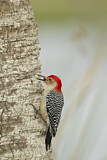 Image. Red-bellied Woodpecker