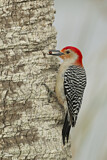 Image. Red-bellied Woodpecker