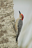 Image. Red-bellied Woodpecker