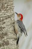 Image. Red-bellied Woodpecker