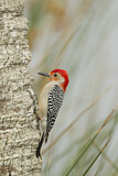 Image. Red-bellied Woodpecker