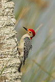 Image. Red-bellied Woodpecker