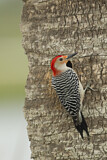 Image. Red-bellied Woodpecker