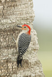 Image. Red-bellied Woodpecker