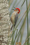 Image. Red-bellied Woodpecker