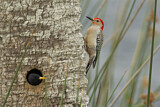 Image. Red-bellied Woodpecker