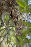 Image. Red-bellied Woodpecker