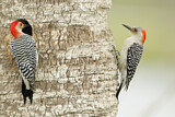 Image. Red-bellied Woodpecker