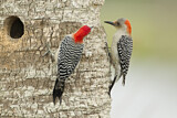 Image. Red-bellied Woodpecker