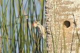 Image. Red-bellied Woodpecker