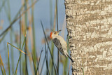 Image. Red-bellied Woodpecker