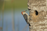 Image. Red-bellied Woodpecker
