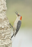Image. Red-bellied Woodpecker