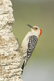 Image. Red-bellied Woodpecker