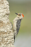 Image. Red-bellied Woodpecker