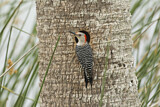 Image. Red-bellied Woodpecker