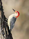 Image. Red-bellied Woodpecker