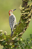 Image. Red-bellied Woodpecker
