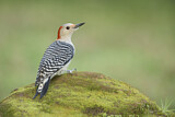 Image. Red-bellied Woodpecker