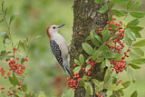 Image. Red-bellied Woodpecker