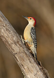 Image. Red-bellied Woodpecker
