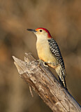 Image. Red-bellied Woodpecker