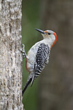 Image. Red-bellied Woodpecker