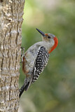 Image. Red-bellied Woodpecker
