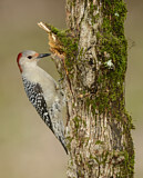 Image. Red-bellied Woodpecker