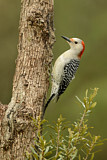 Image. Red-bellied Woodpecker