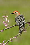 Image. Red-bellied Woodpecker