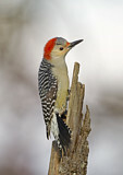 Image. Red-bellied Woodpecker