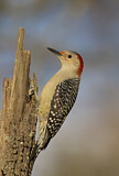 Image. Red-bellied Woodpecker