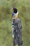 Image. Red-billed Blue Magpie