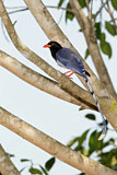 Image. Red-billed Blue Magpie