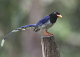 Image. Red-billed Blue Magpie