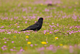 Image. Red-billed Chough