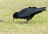 Image. Red-billed Chough