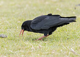 Image. Red-billed Chough