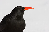 Image. Red-billed Chough