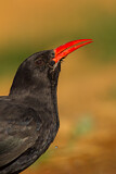 Image. Red-billed Chough